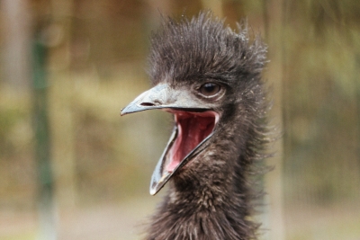 Emu hnědý – Farmapark u Toma